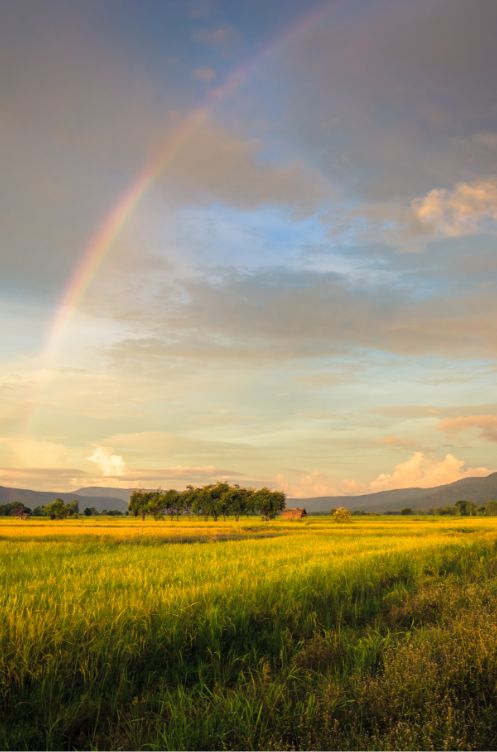 Green landscape
