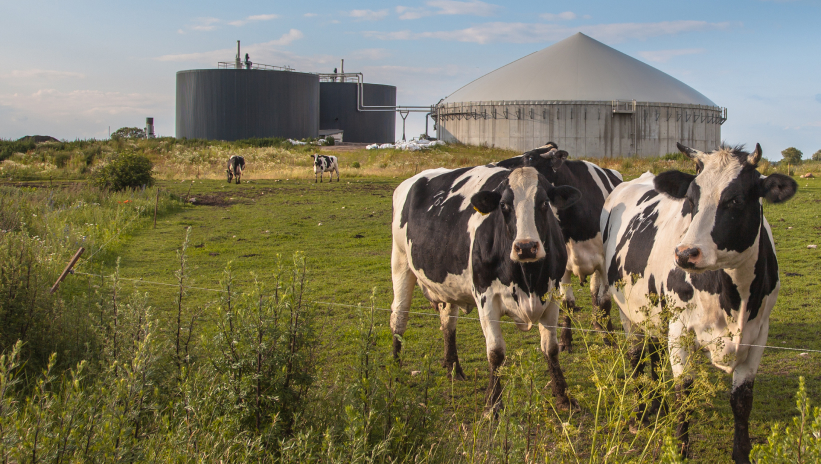 Cows grazing in front of a biogas plant in a rural setting.