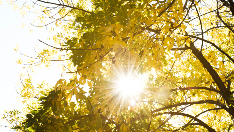 Sunlight filtering through tree leaves, symbolising sustainability and renewable energy