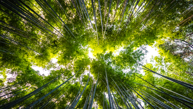 Bamboo forest seen from below