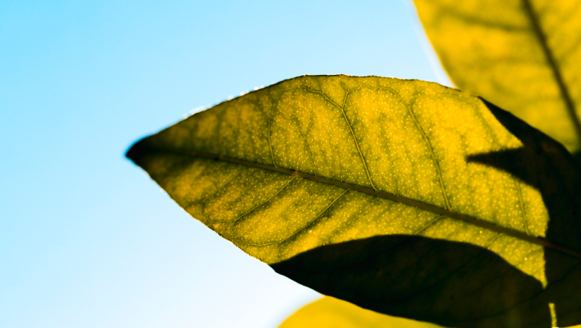Green leaf lit by the sun against a blue sky background 