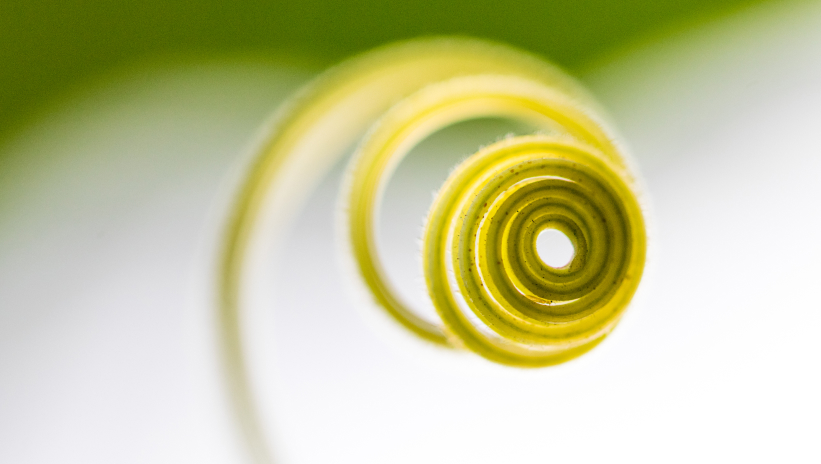 Macro detail of a plant spiral