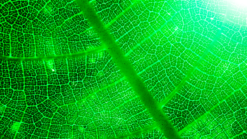 Macro detail of a green leaf symbolizing sustainability