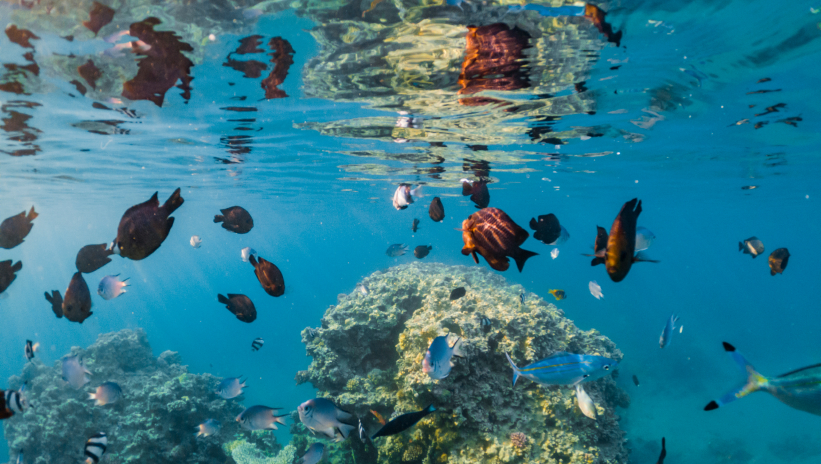 Coral reef with colourful fish swimming in clear waters.