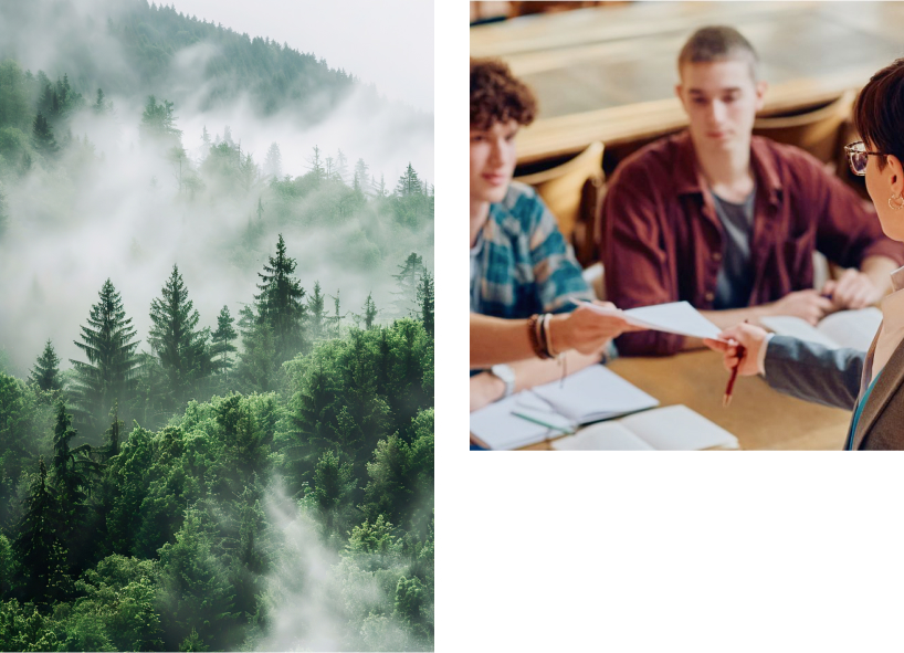 Dense forest covered in mist.
